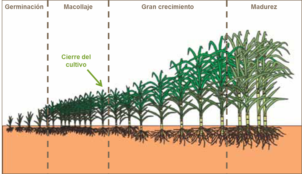Principios Agronomicos En Cana De Azucar Yara Colombia