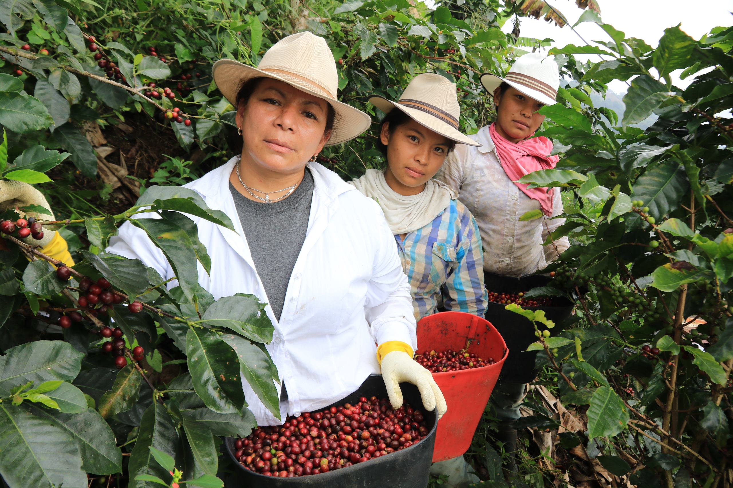 Transferencia de conocimiento café