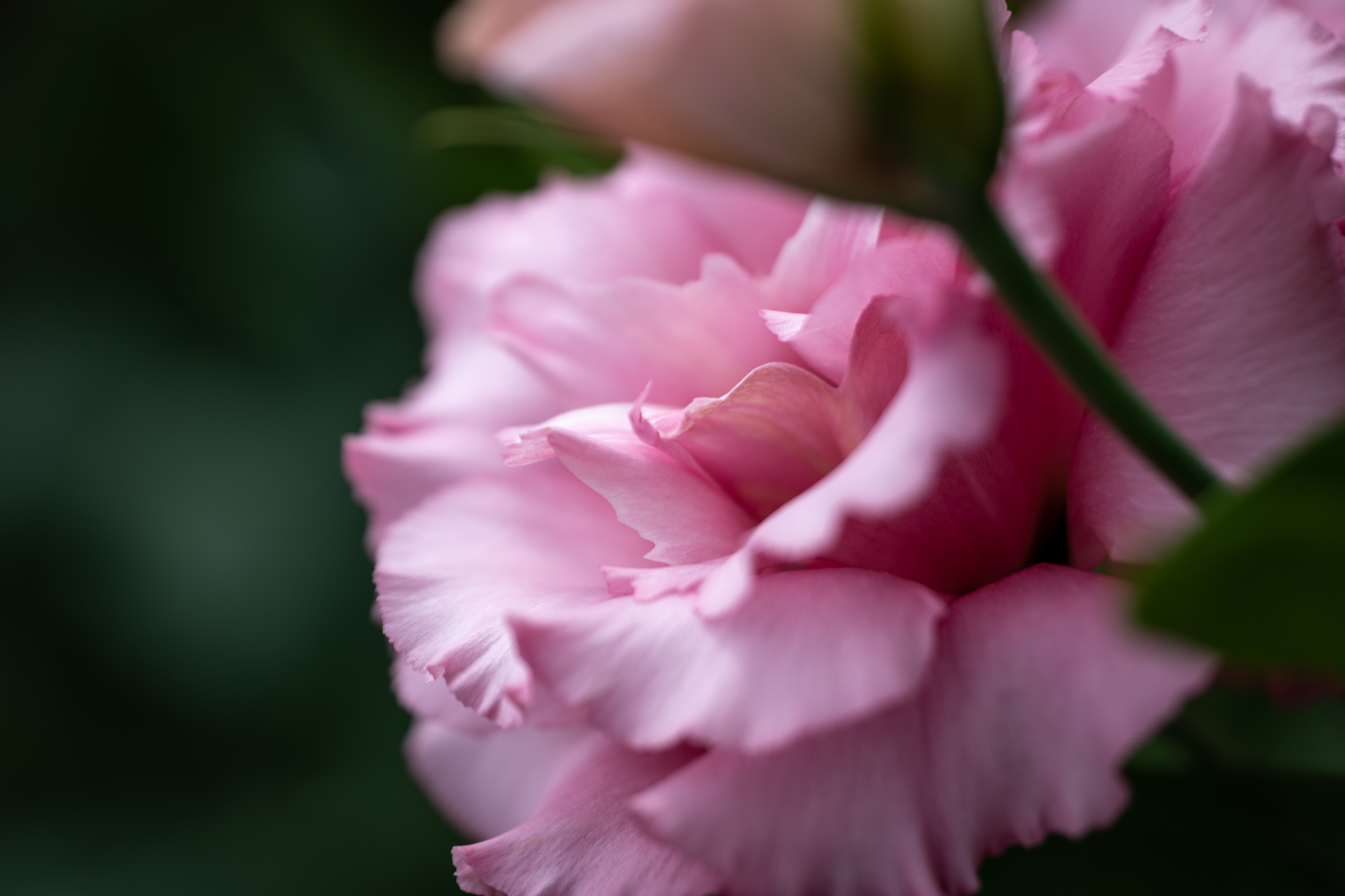 Conocimiento flores 
