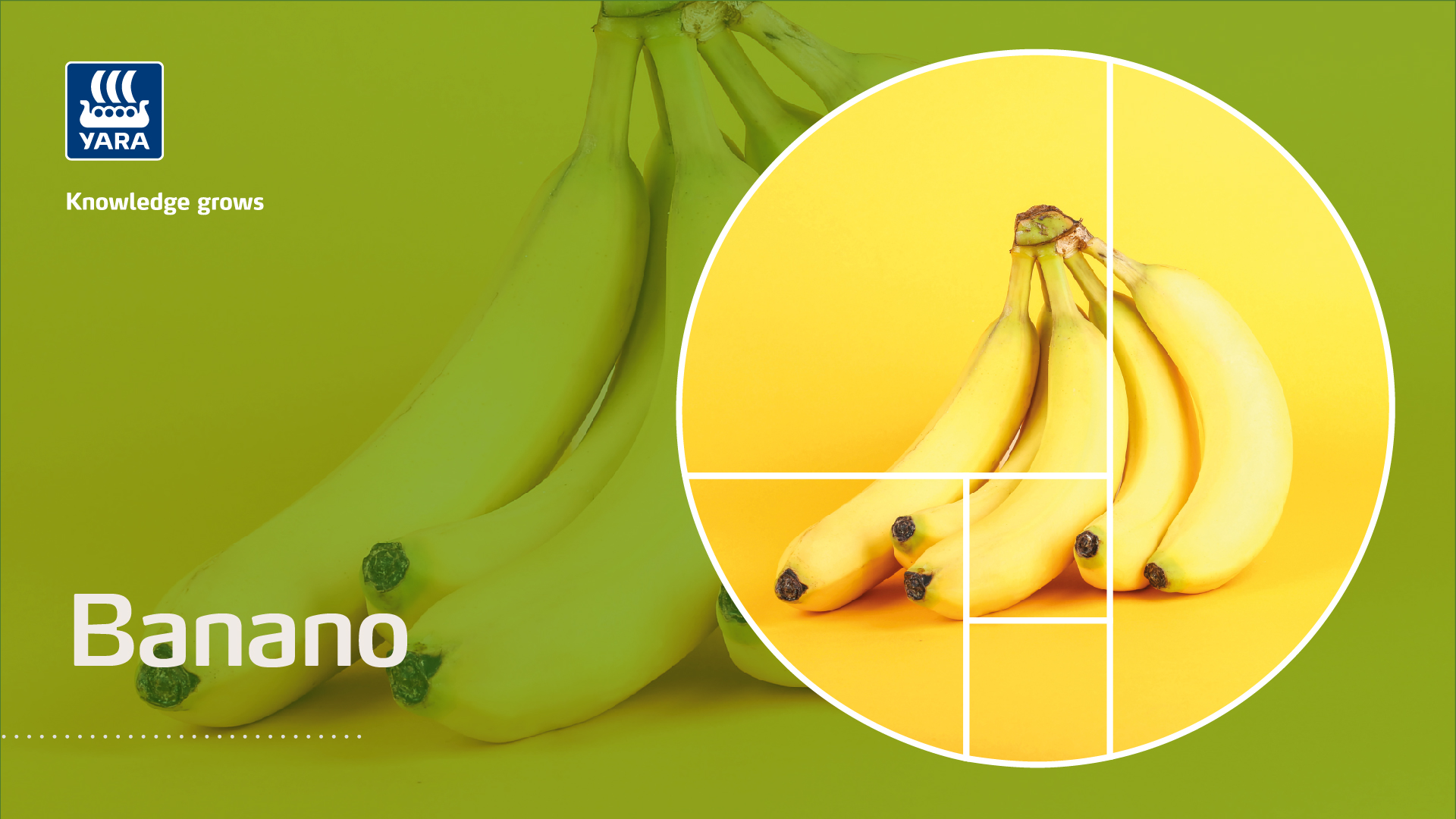 banano