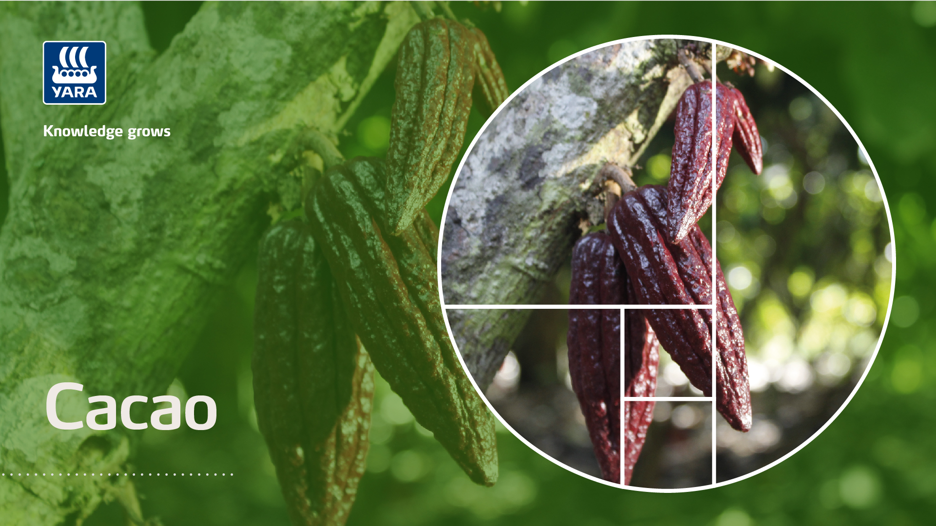 cacao