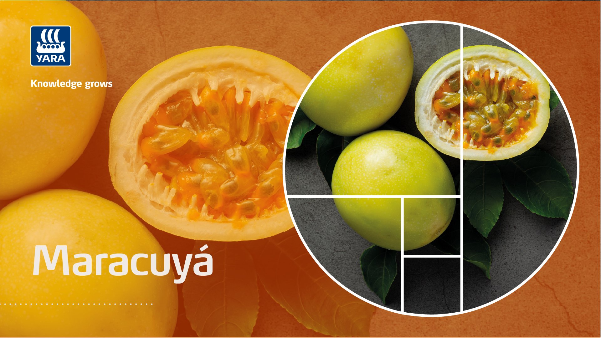 maracuya