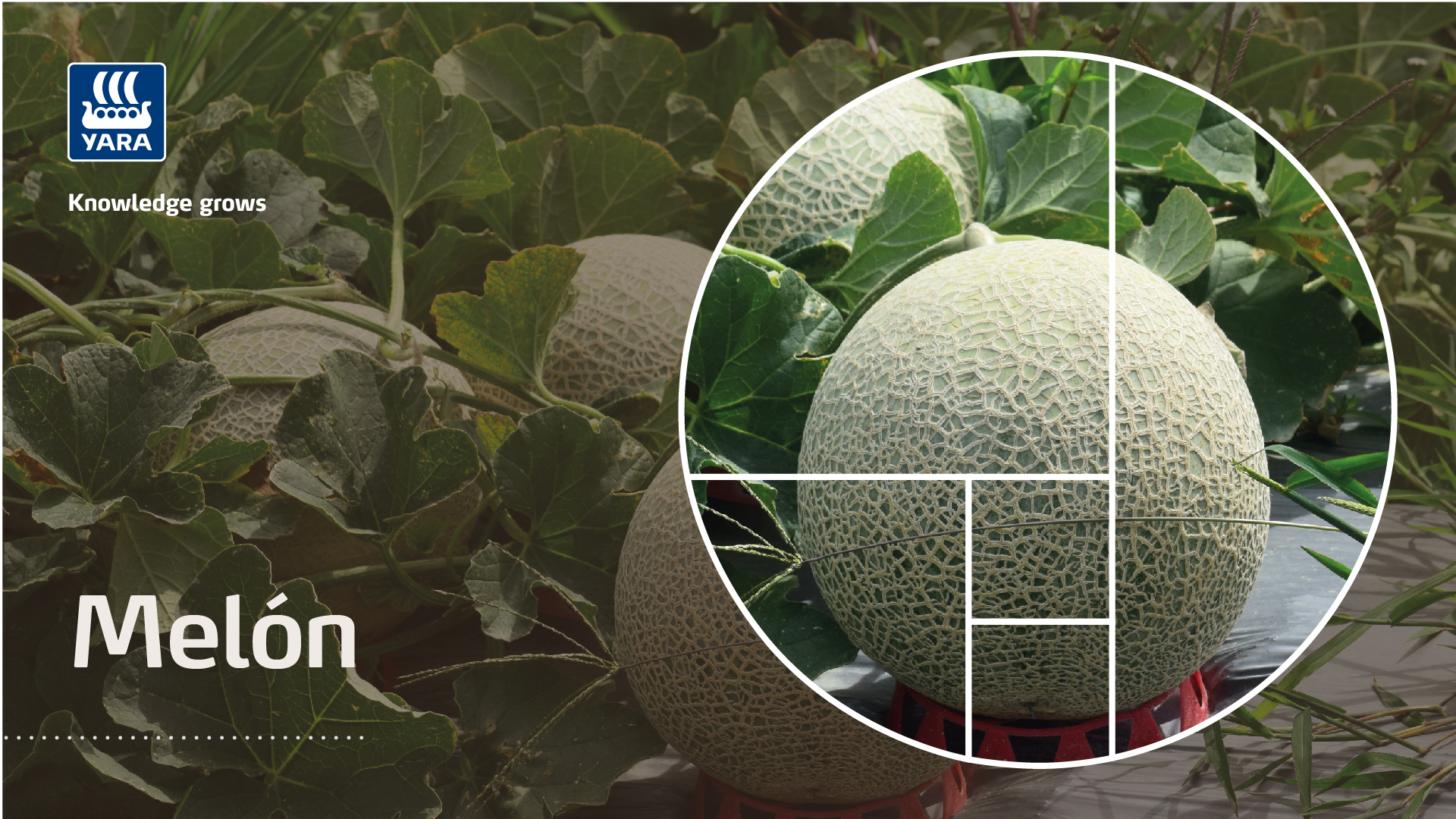 melon