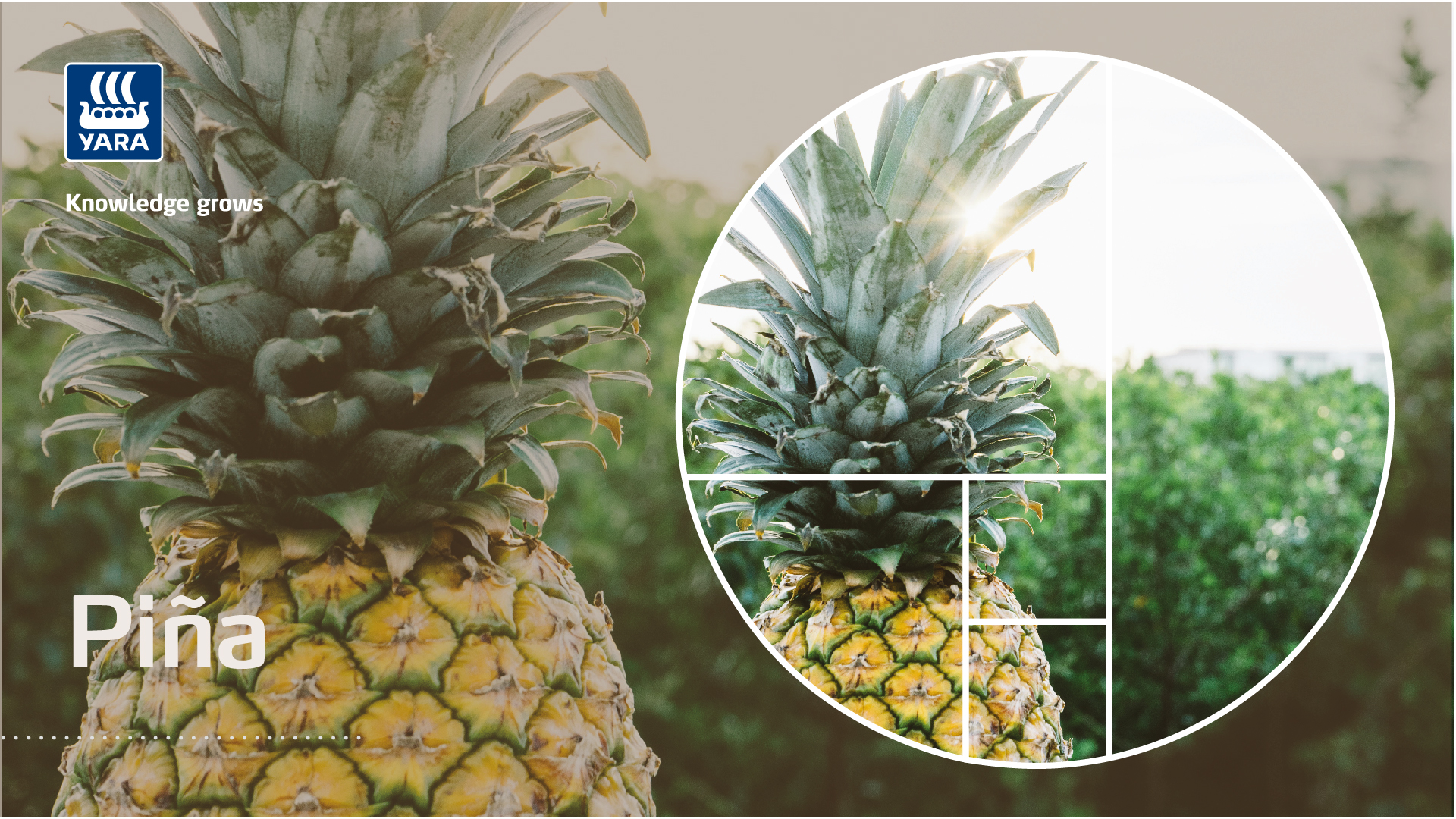 piña