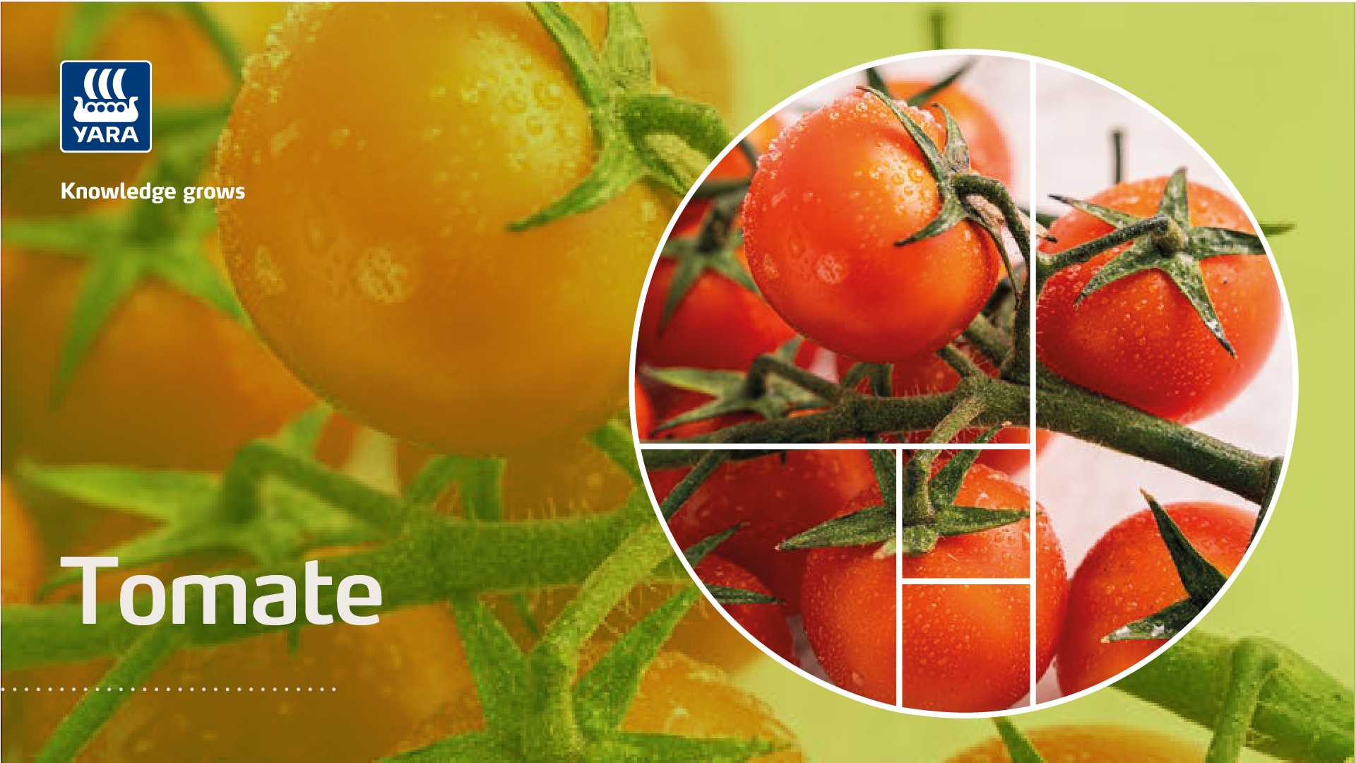 tomate