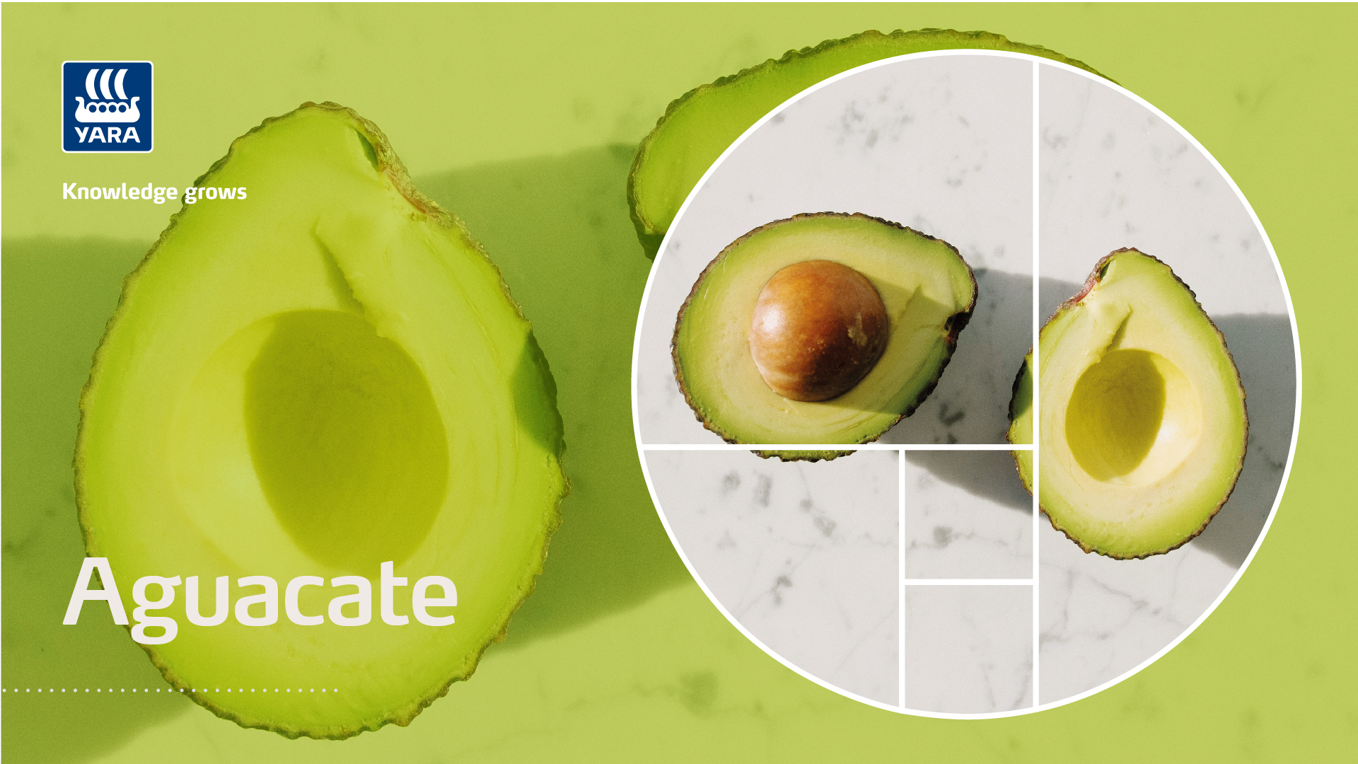 aguacate