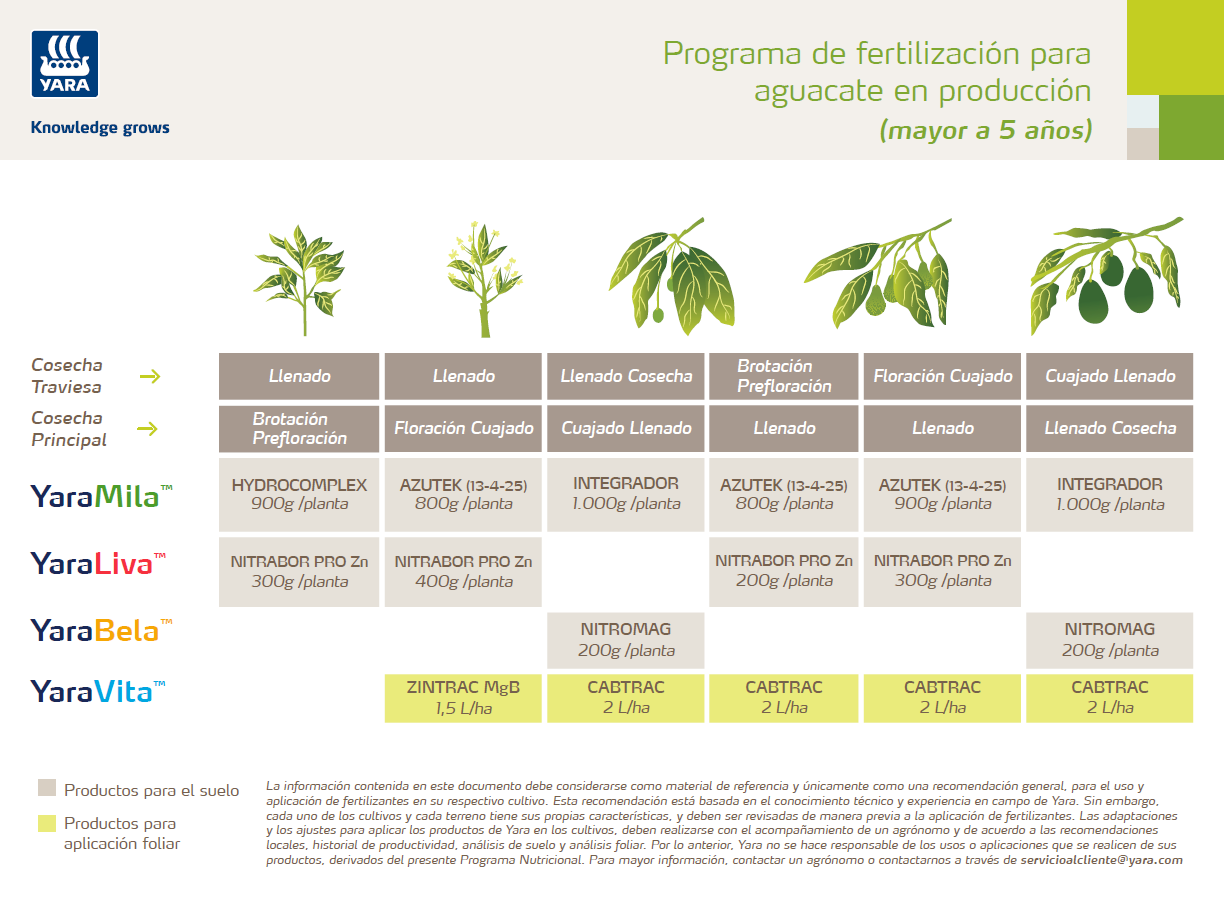 Fertilización en Aguacate 