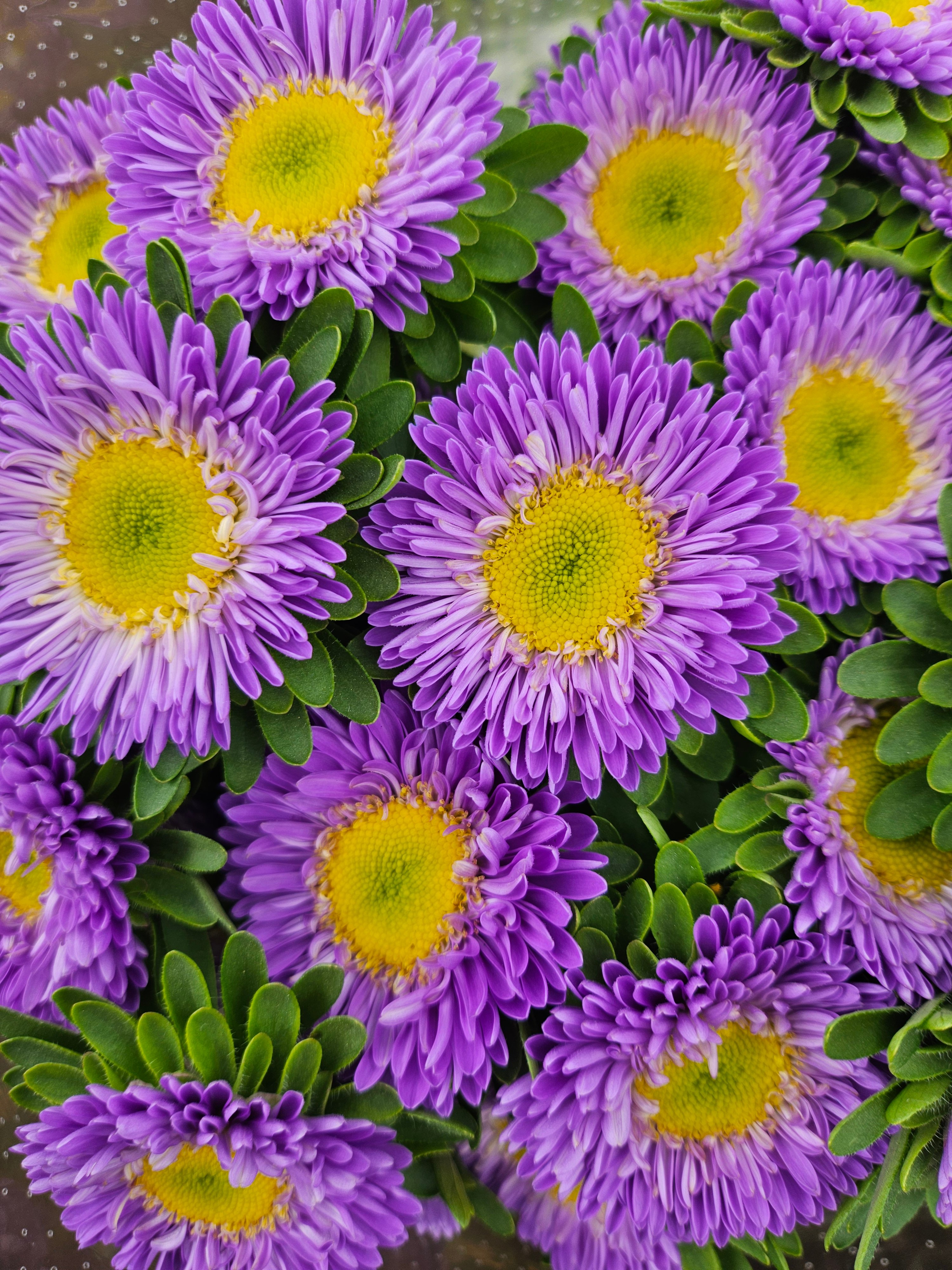 flores moradas