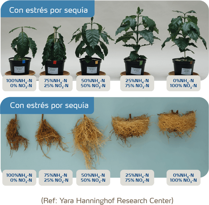 Ensayo bajo estr&eacute;s por sequ&iacute;a