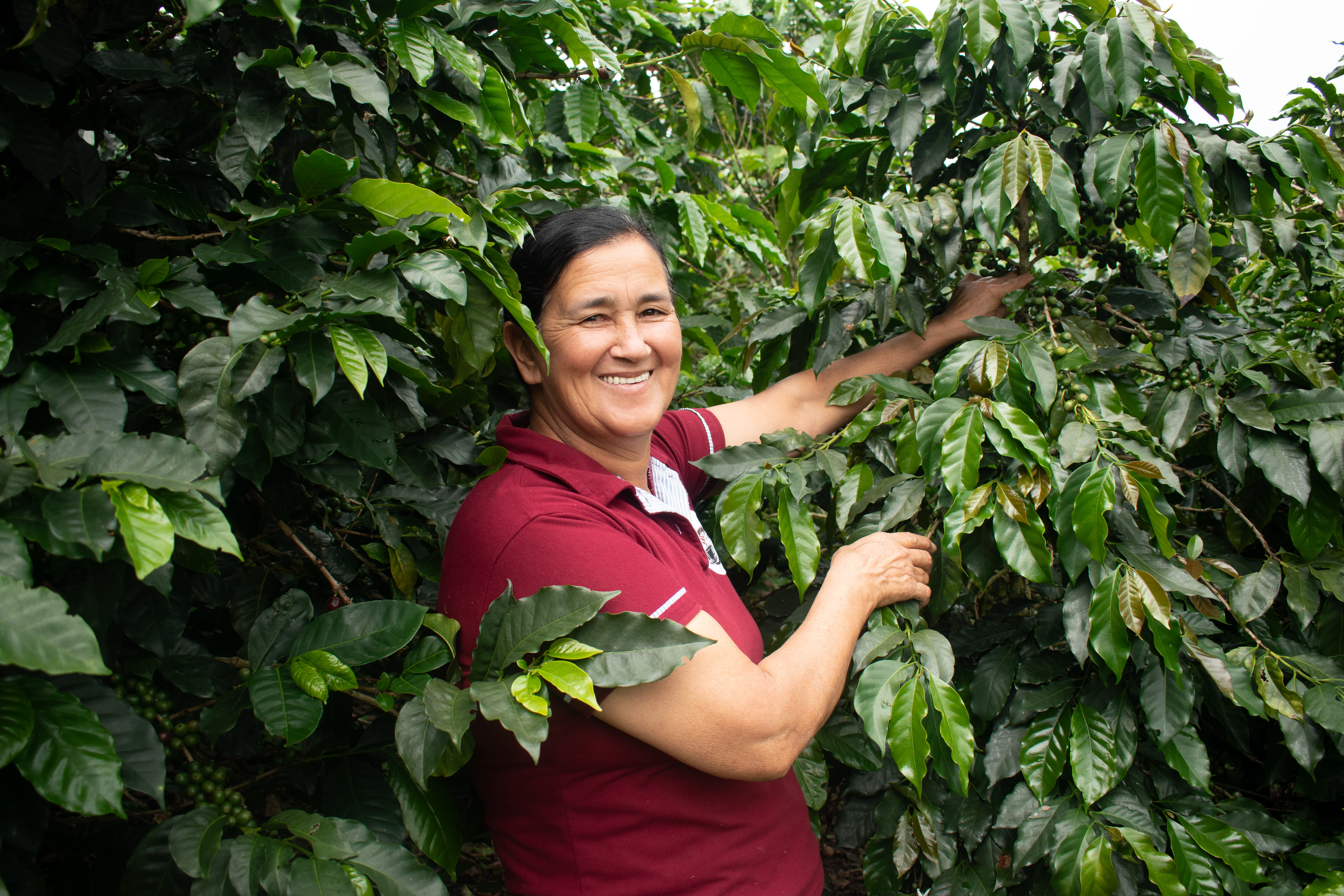 Women coffee producers from SKN