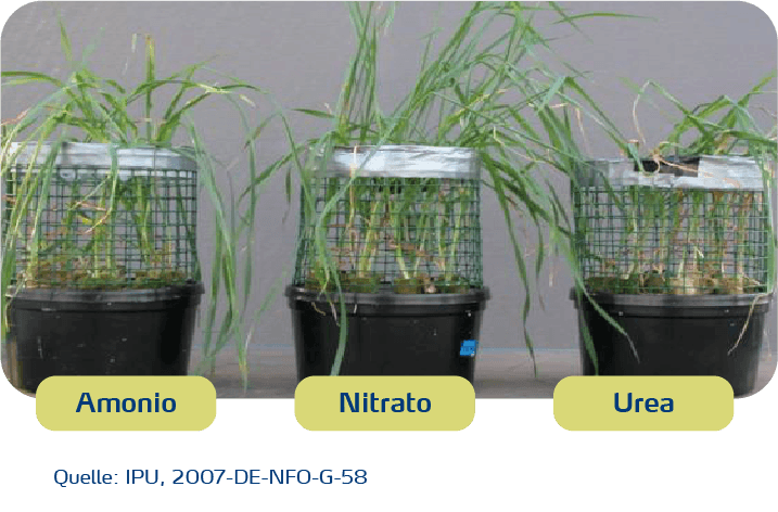 efecto de la fuente de nitr&oacute;geno