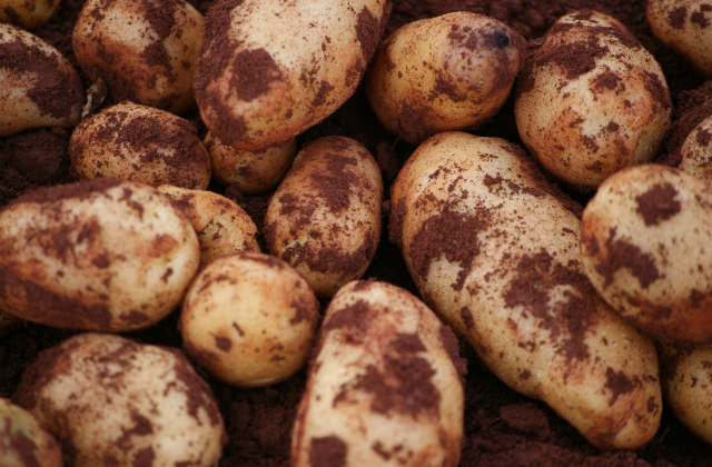 BATATA