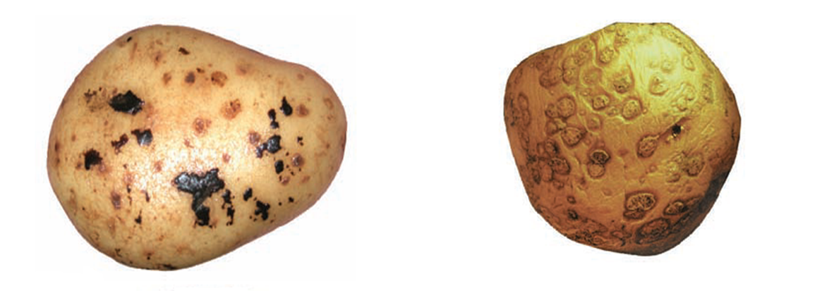 Reducir enfermedades de la piel en las papas