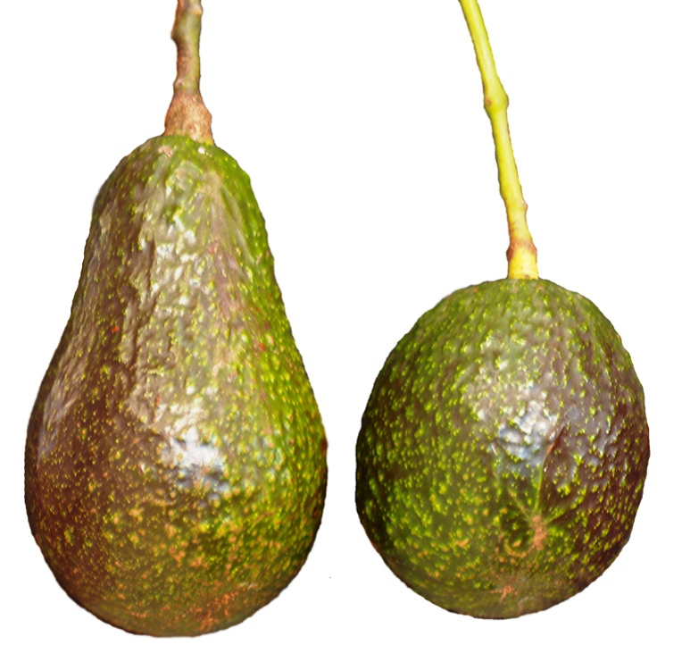 Dos variantes de un aguacate