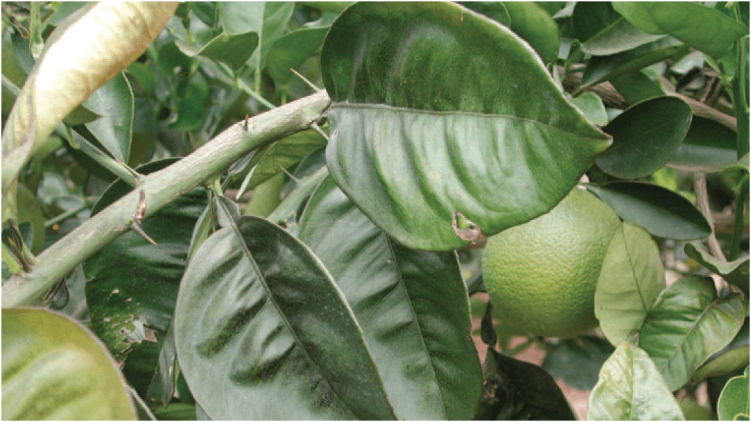 Enverdecimiento obscuro 