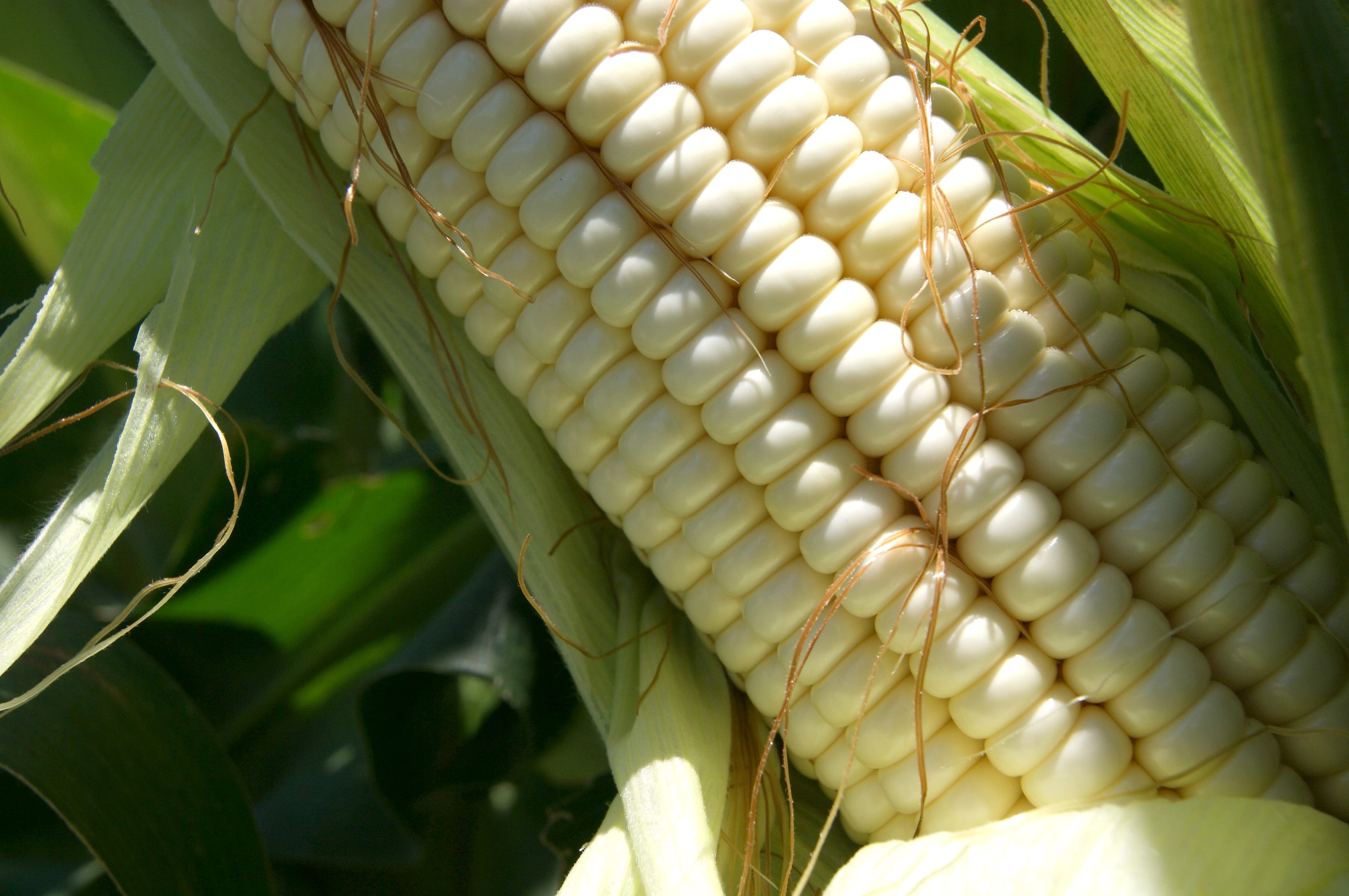 Nutrición de cultivos de maíz | Yara Colombia