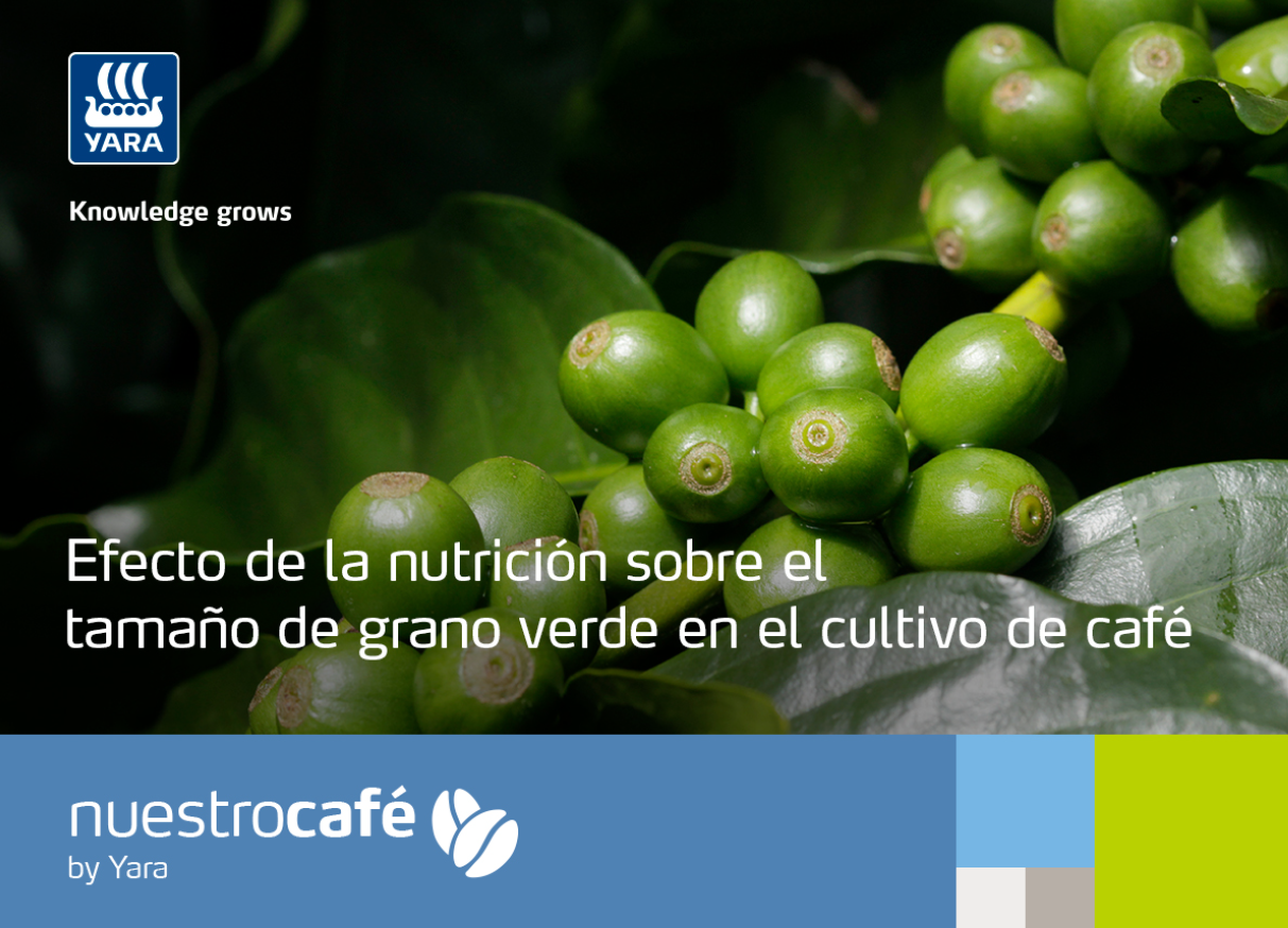 Efecto nutrición grano verde
