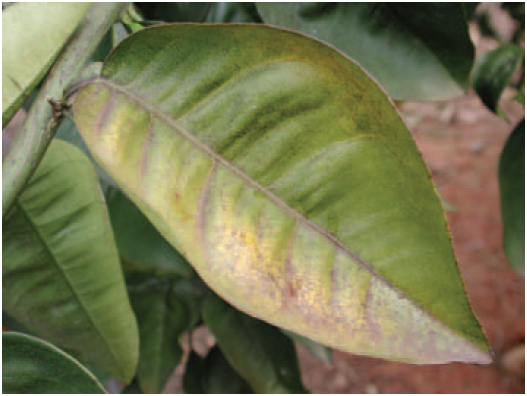 Bronceado foliar