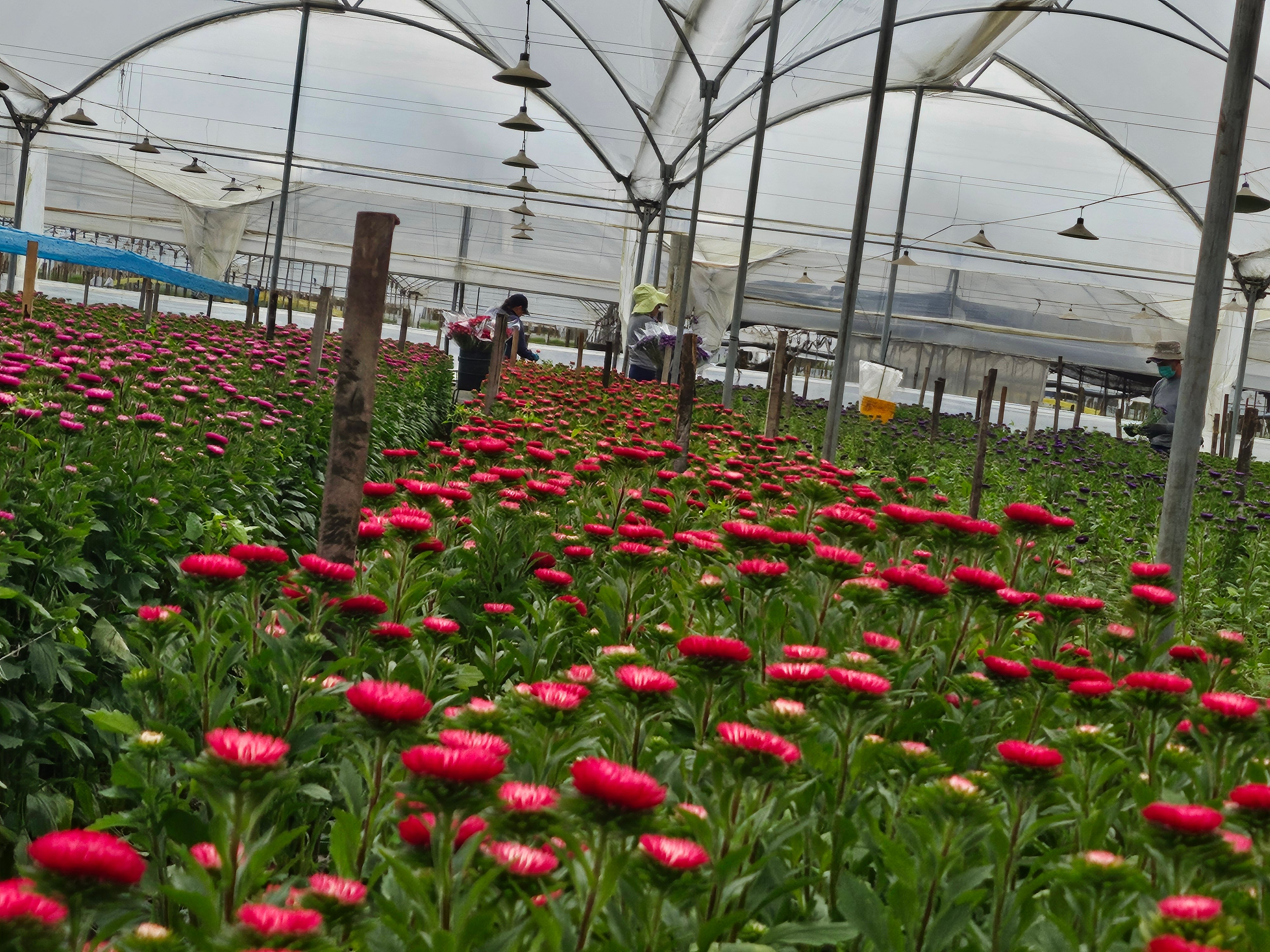 flores