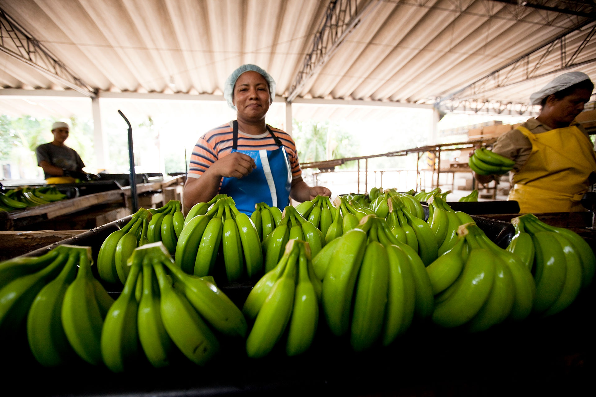Banano Colombia