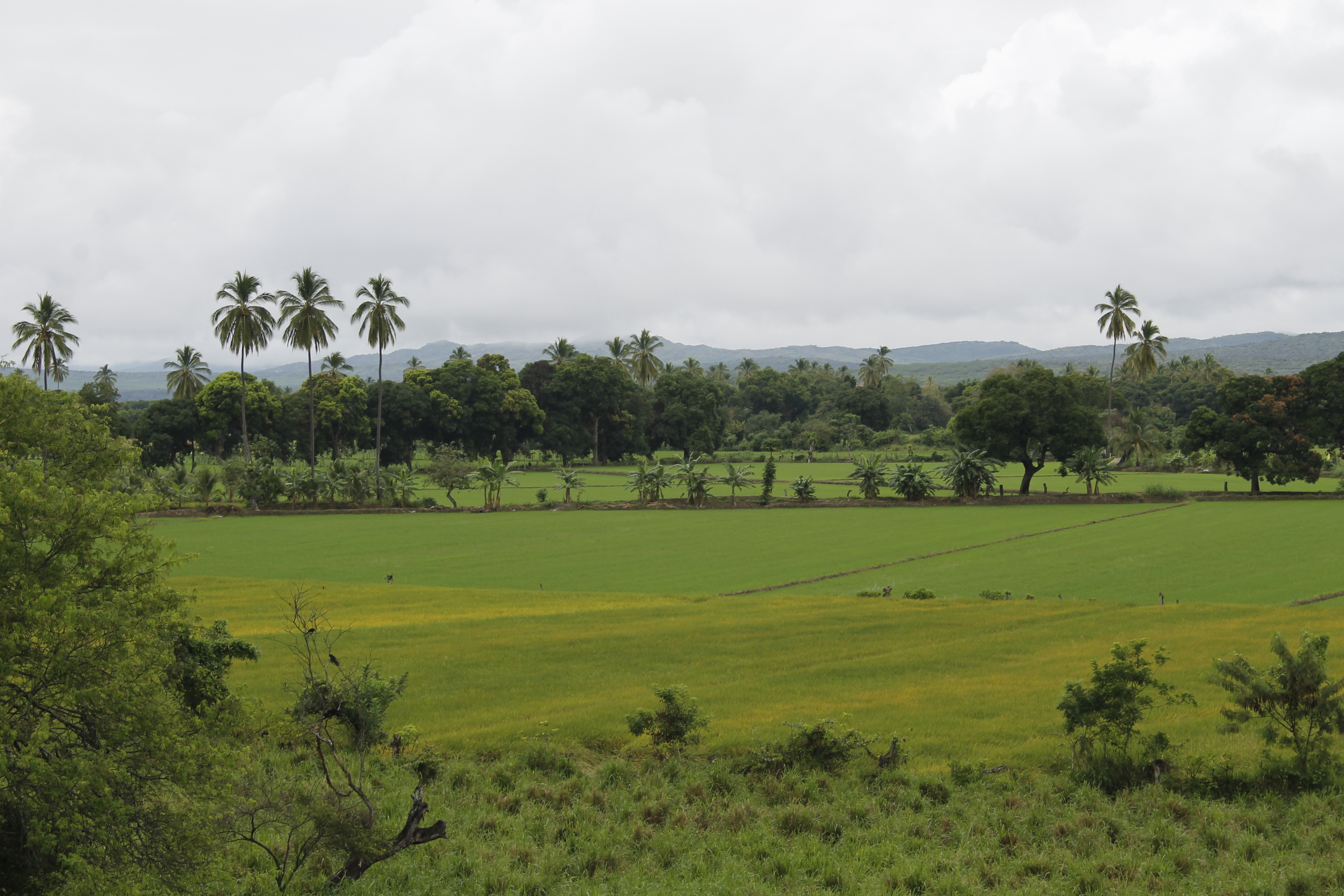 Foto campo colombiano