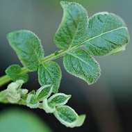 Reducir enfermedades foliares en la papa