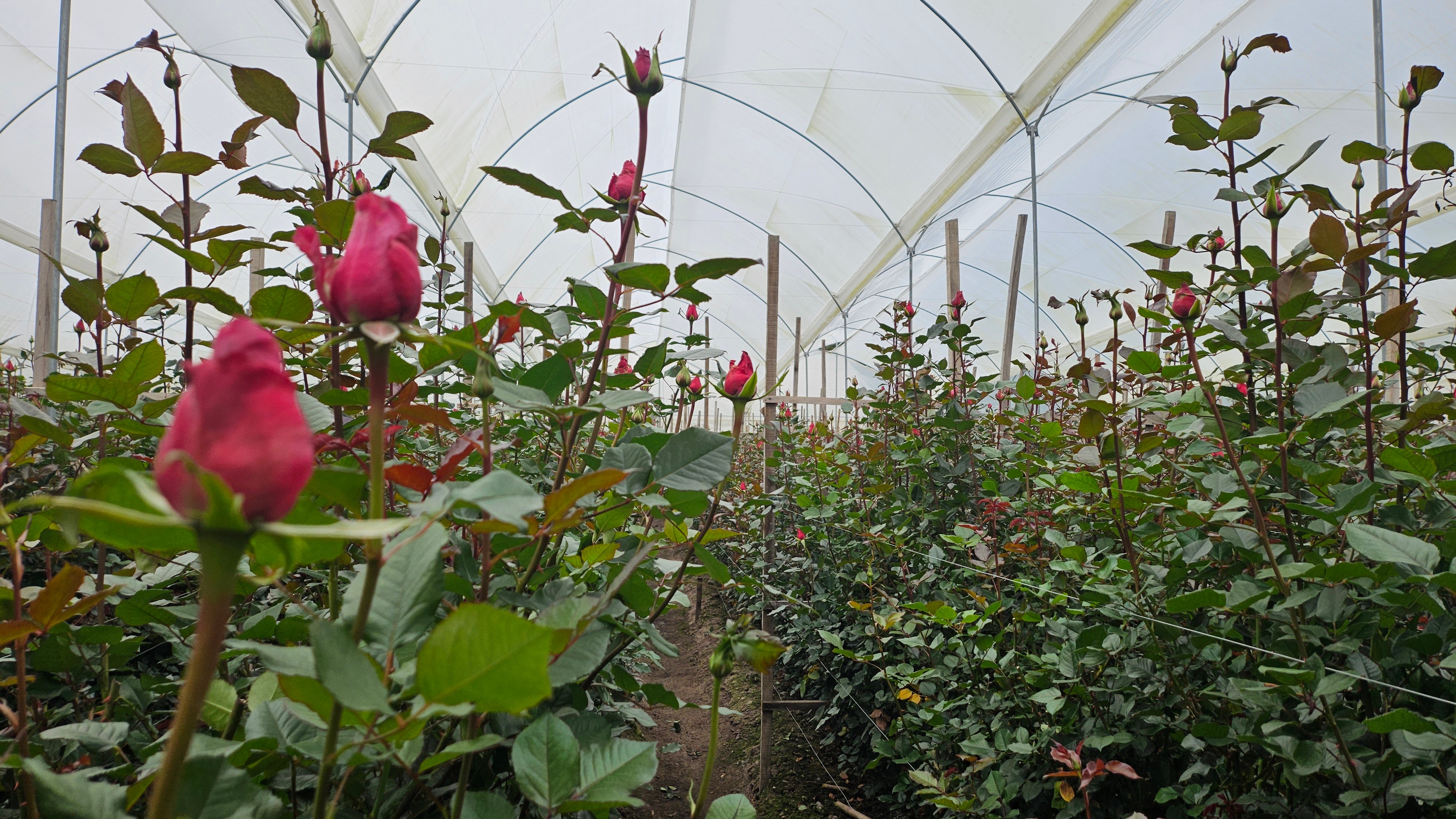 Flores