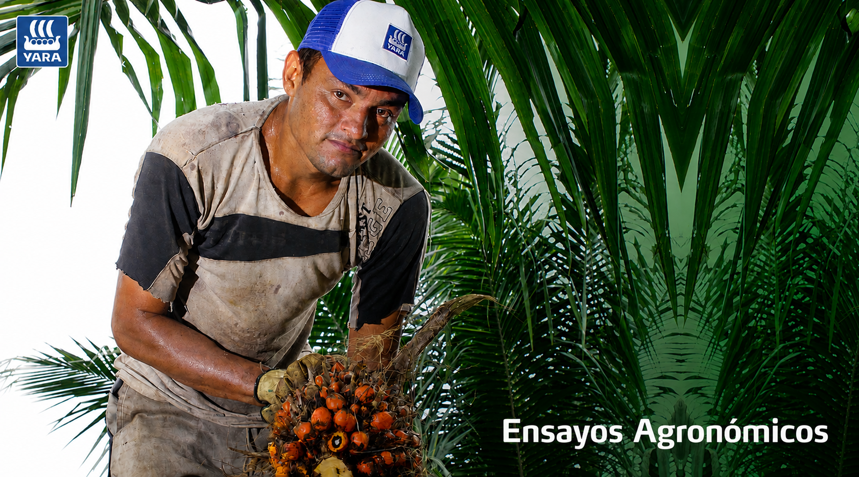 Ensayos Agronómicos