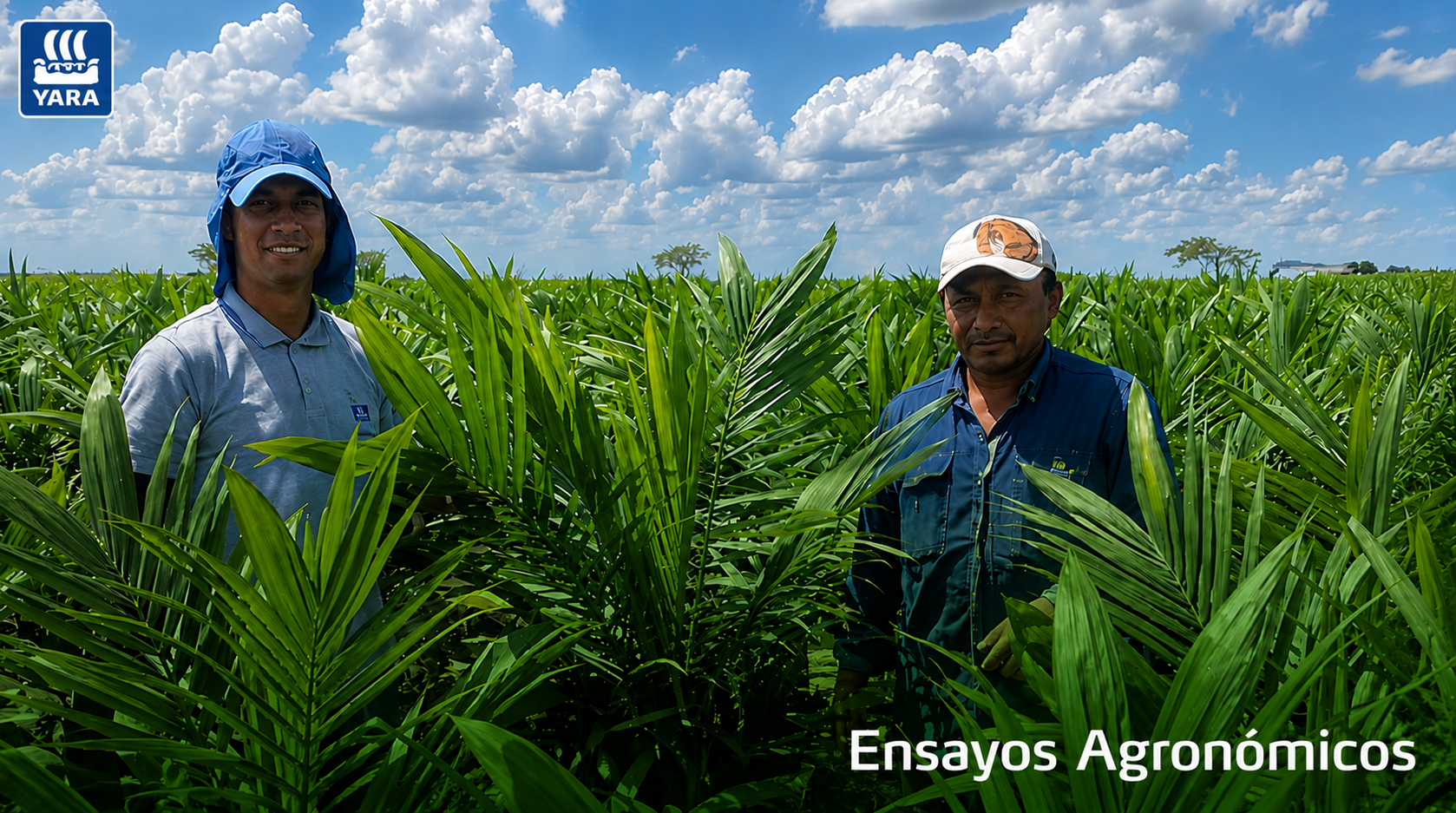Ensayos Agronómicos