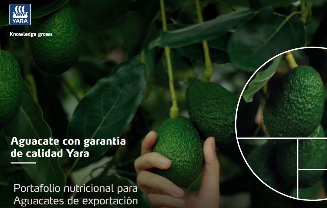 Portafolio Aguacate